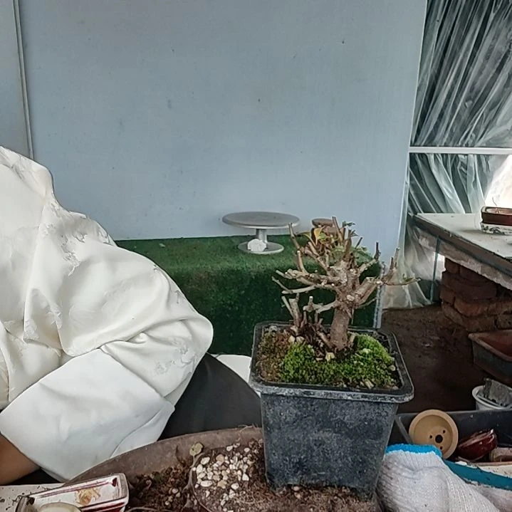 天***剑完全开放长寿梅花好看好养