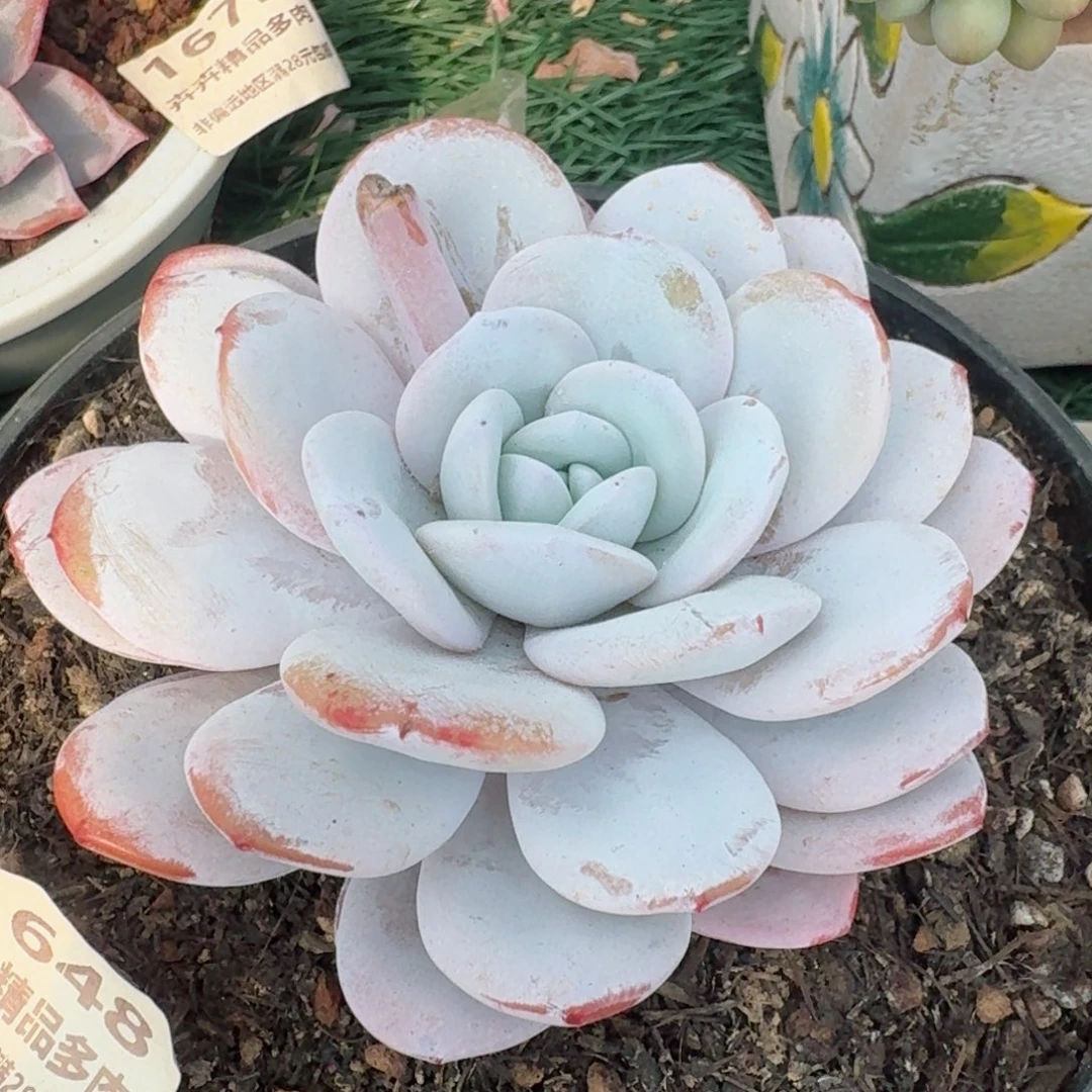 1648一物一拍（满28包邮）