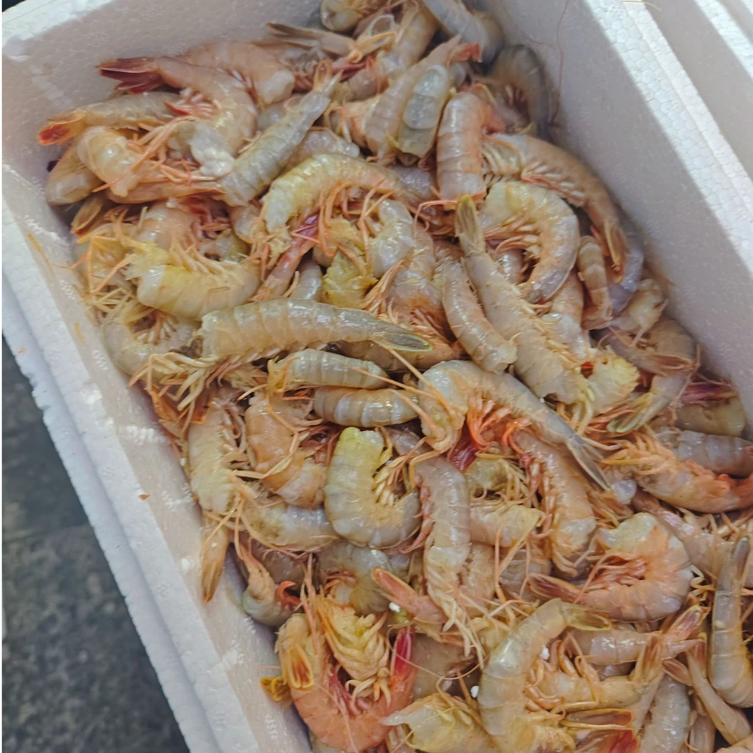 《去头铁皮虾》播虾仁 打卤 包饺子用 5斤装