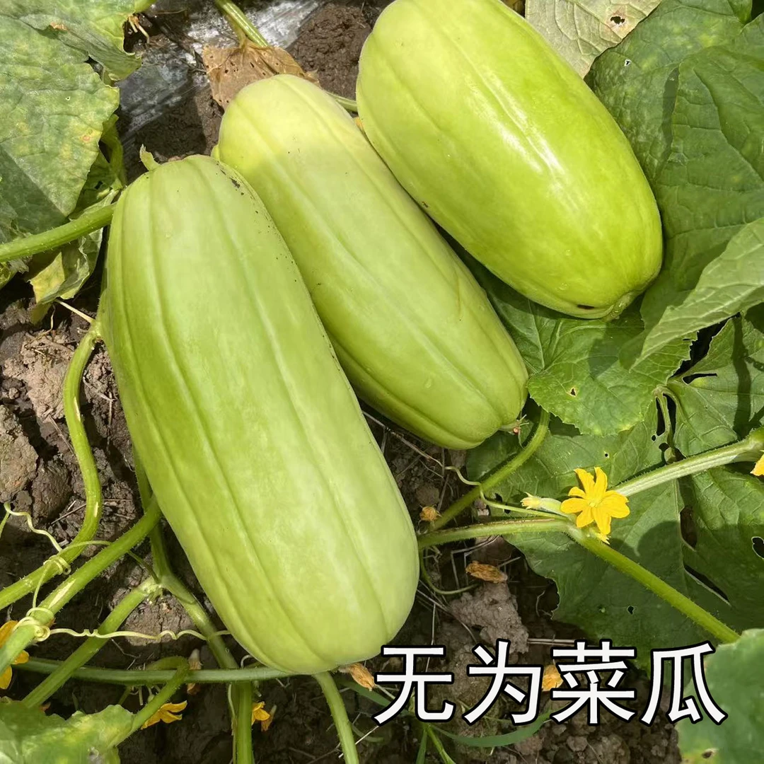 安徽无为特产新鲜菜瓜艮瓜生瓜水瓜弧瓜梢瓜可凉拌生吃2斤起包邮