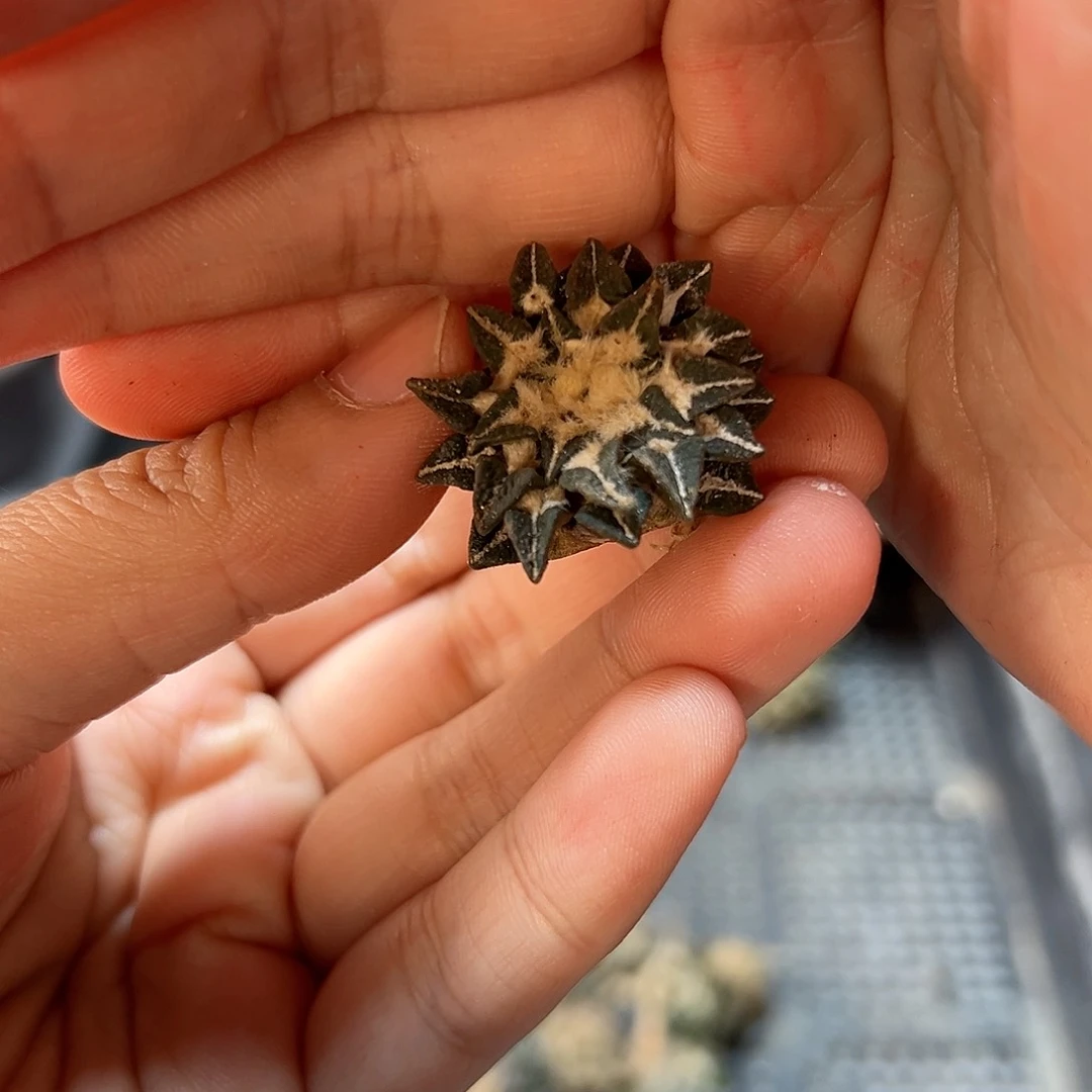 自根黑牡丹1.5公分