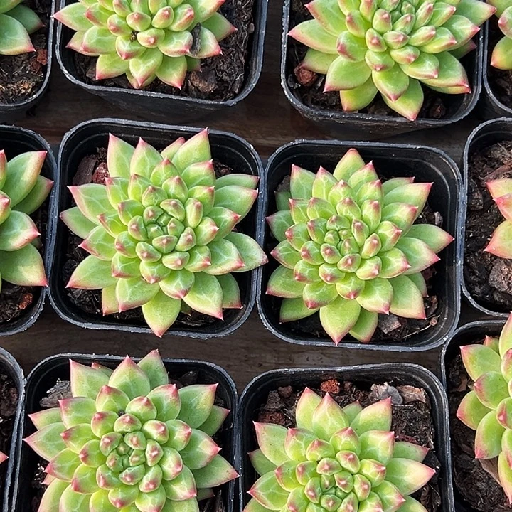 单头        甲骨文