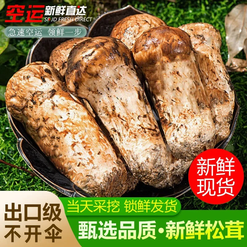 2025现挖新鲜松茸中秋送礼空运冷链出口特级菌子香格里拉云南高原
