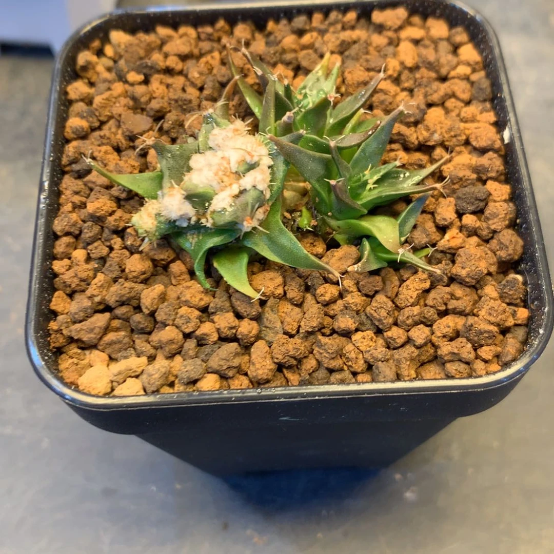 半**年专拍一物一拍。