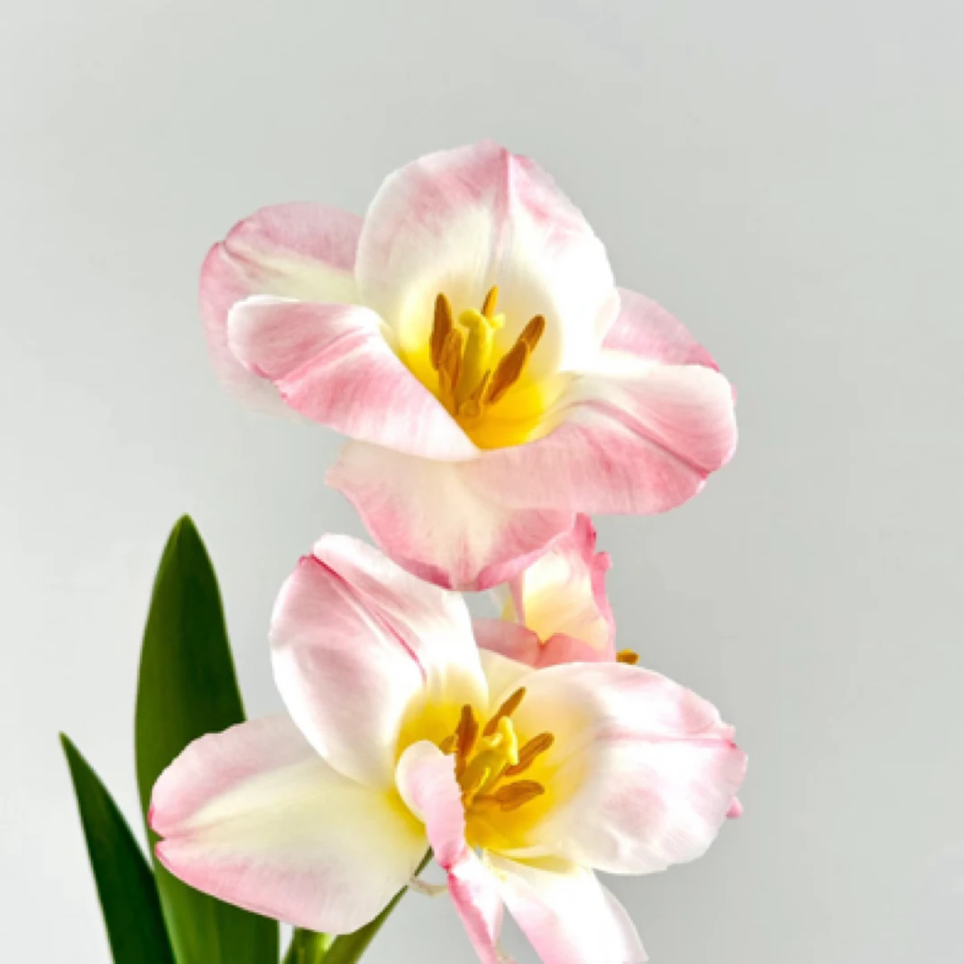 岗埠鲜切花 粉色郁金香超模 基地直发