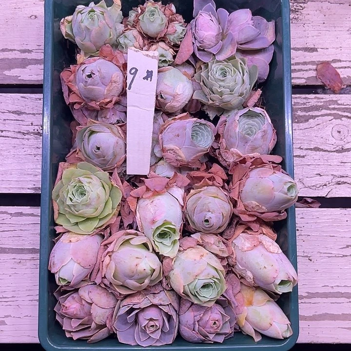 山地玫瑰9号，一物一拍21颗含9颗群生