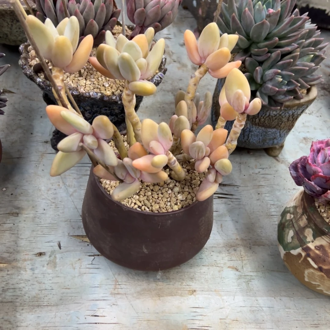 香蕉美人18 零零多肉植物