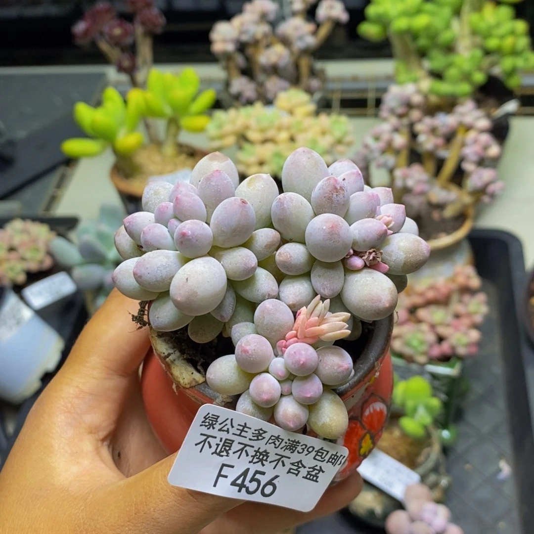 456香水手指奶多肉6c m