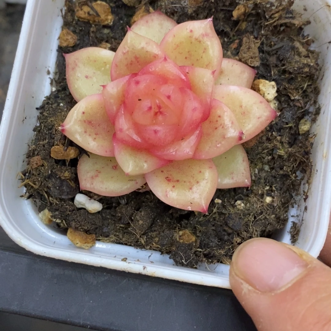 精品多肉一物一拍不包整348