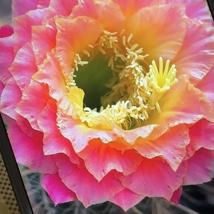 超级大满贯侧芽5公分左右毛花柱（20包邮）