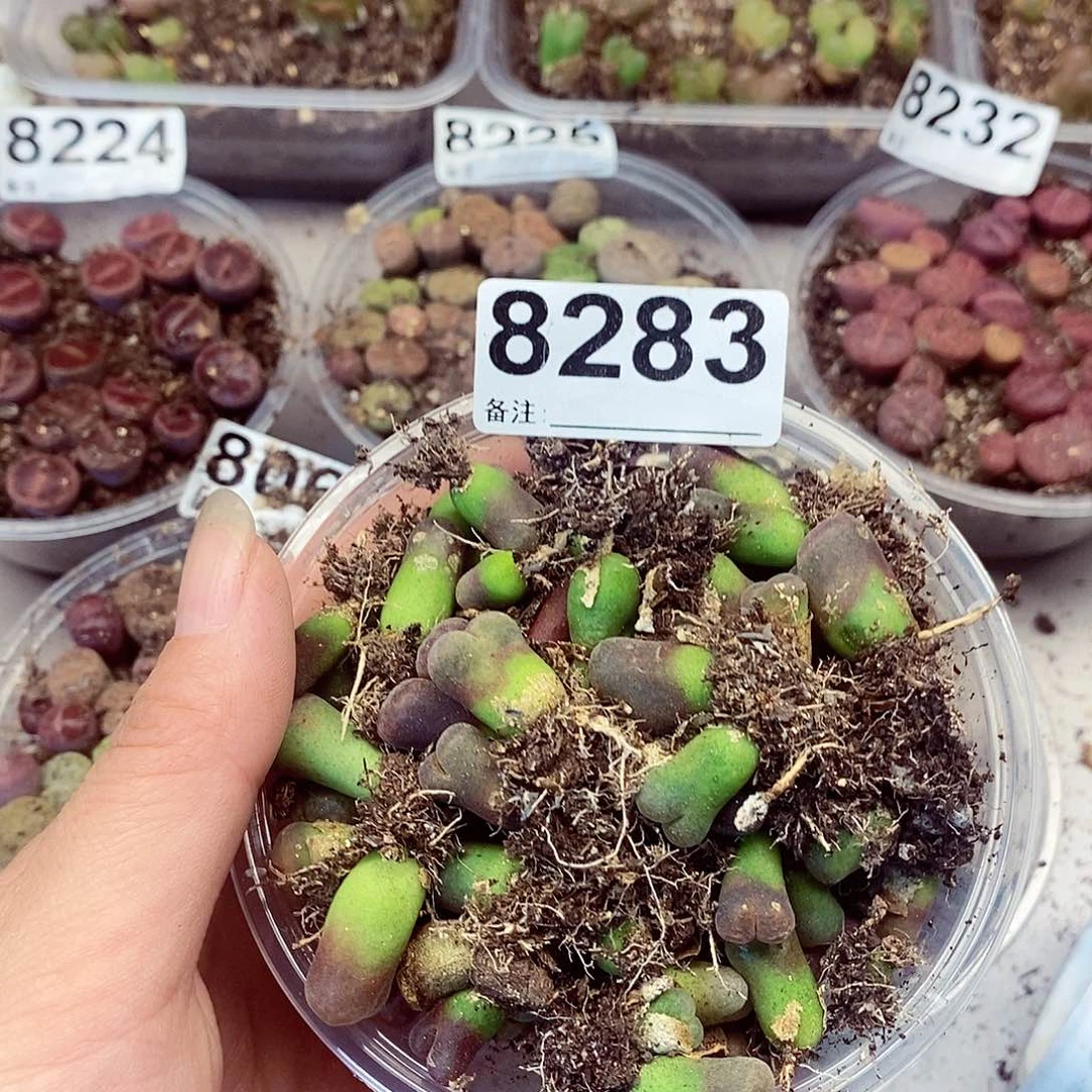 8283啊快快乐乐咯