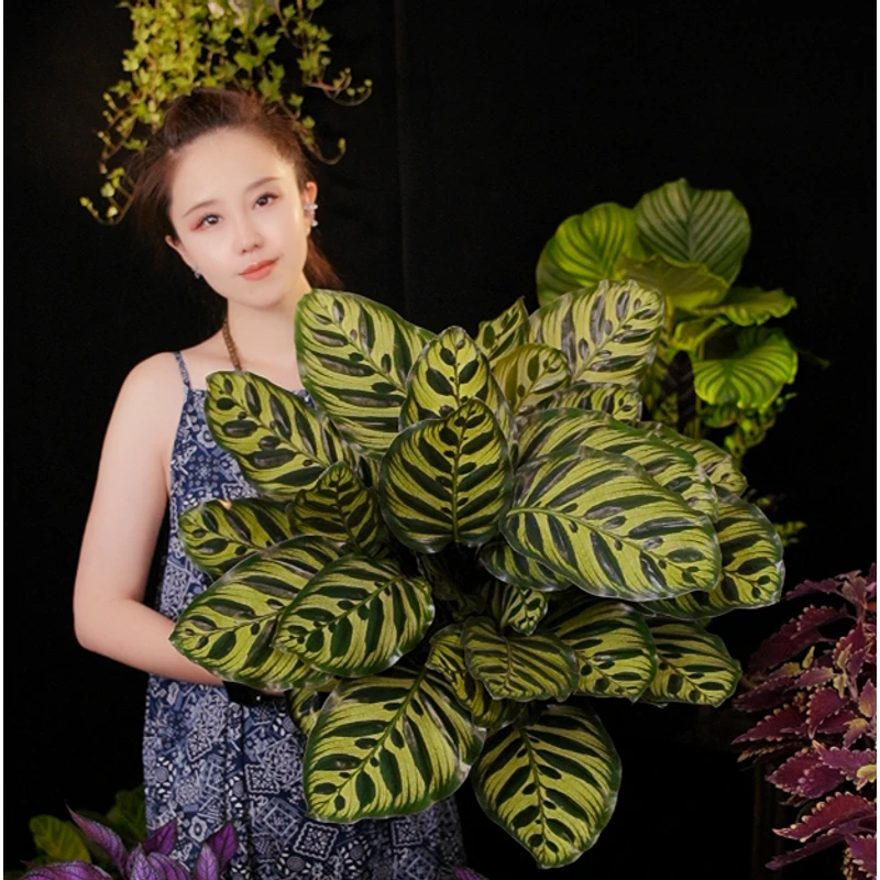 【新品尝鲜】孔雀竹芋 特级大苗 夏日优选 绿植盆栽 好养 耐热