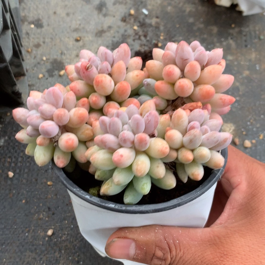 那就是我们最想的那种幸福生活