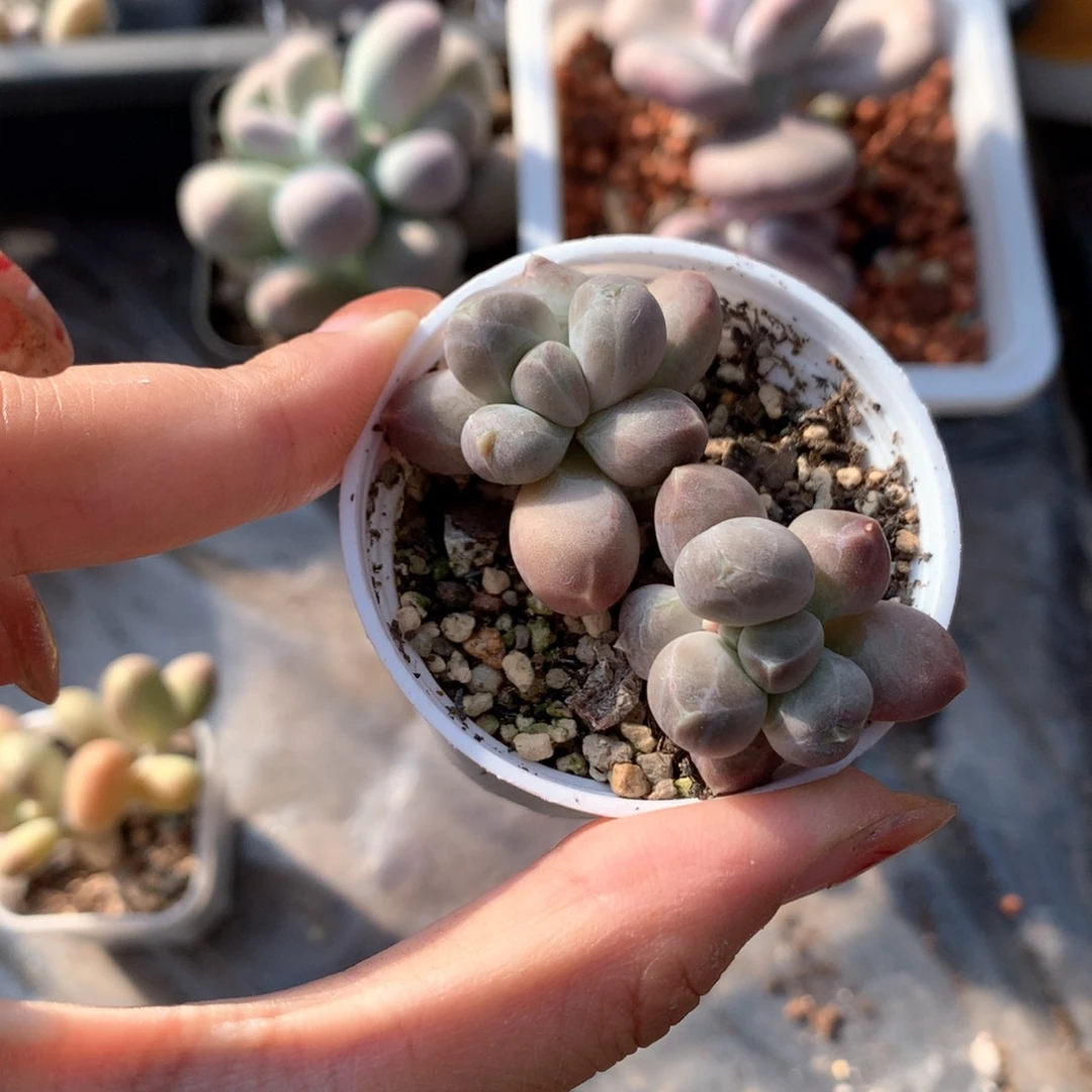 天空美人，奶酪多肉。