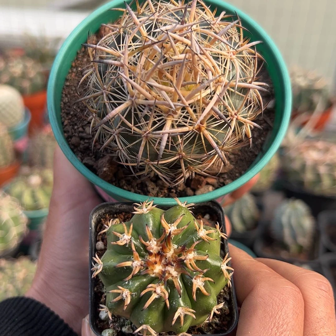 【闪购商品】实生仙人球