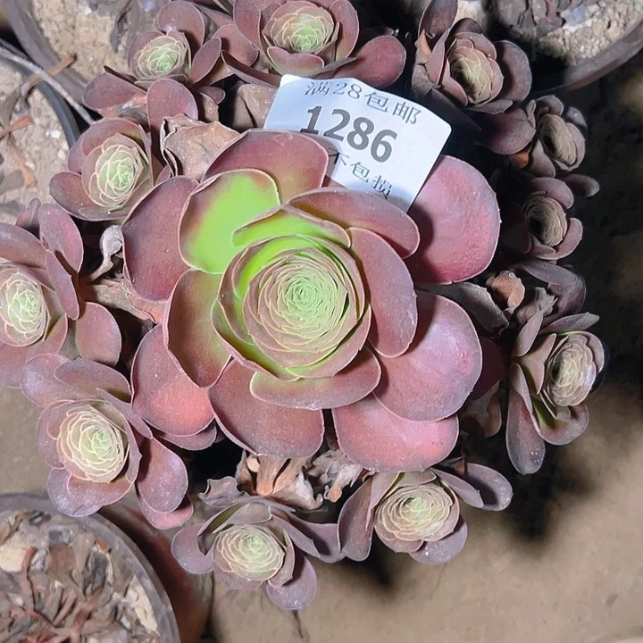 1286魅金玫瑰多肉植物