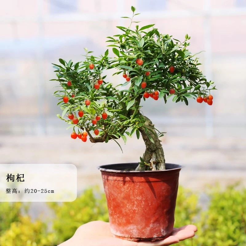枸杞室内老桩迷你盆栽观果植物适合阳台庭院的绿植盆景绿植盆栽