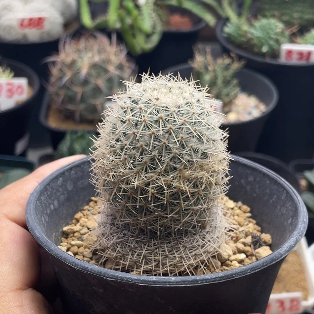 实生白刺敷岛仙人球