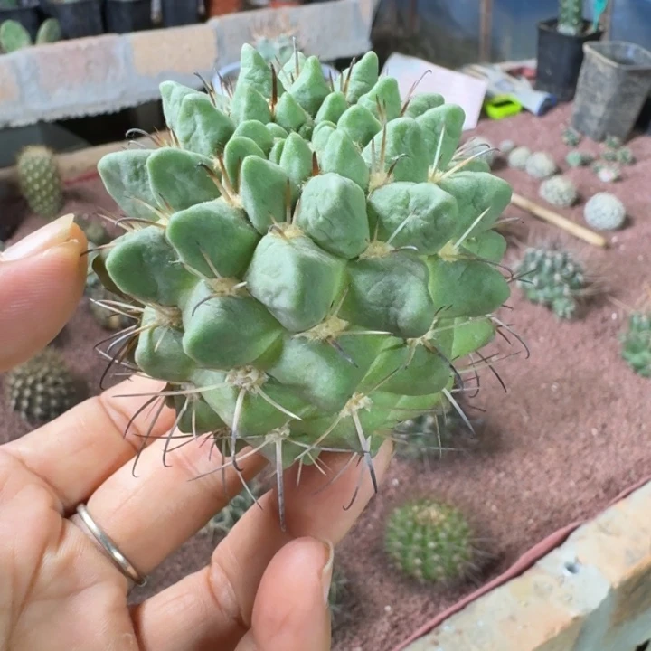 仙人球，群岭，有根