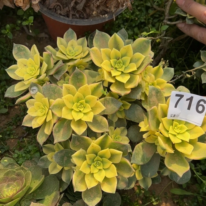 艳日灰砍头多肉植物716