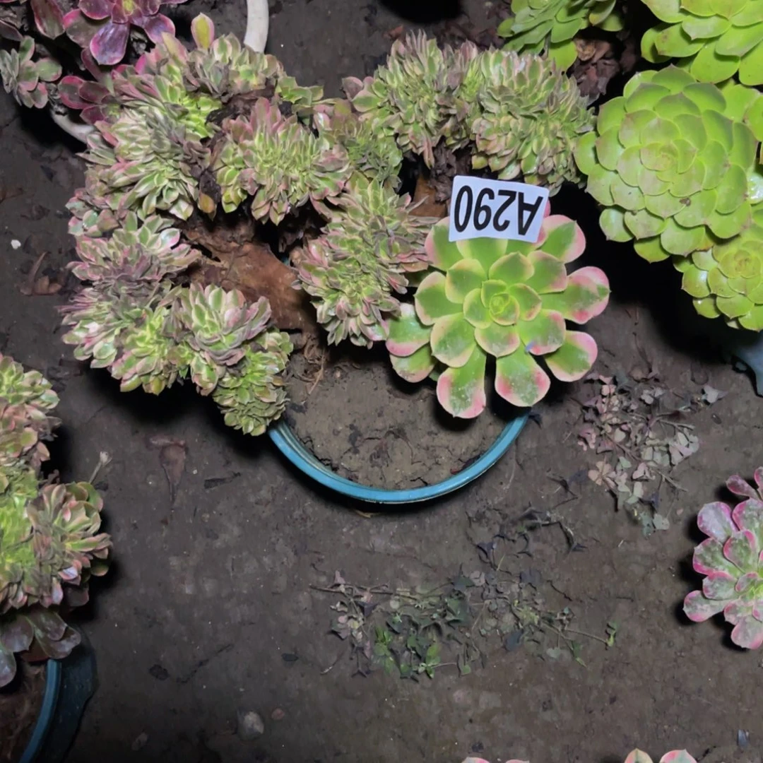 香妃法师14////45包邮