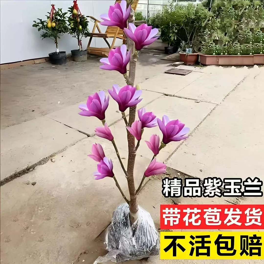盆栽矮化嫁接玉兰苗带花苞兰花玉兰花春天开花好货便宜发货易种植