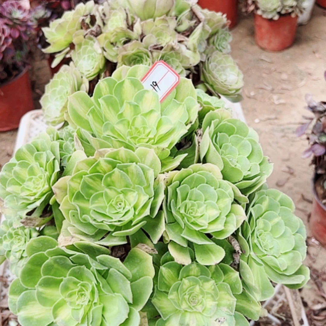 【闪购商品】无花朵19号粉粹琉璃，万圣节