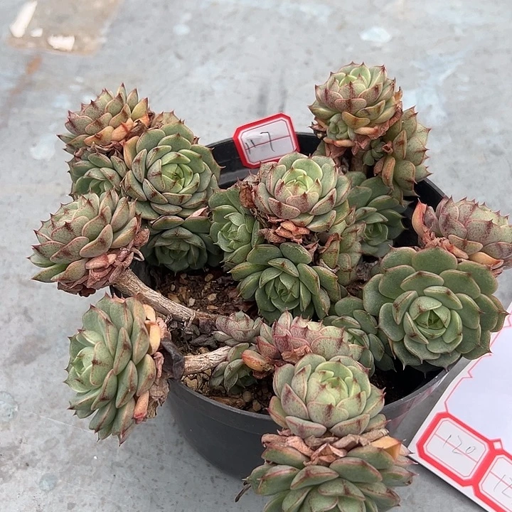 温***阳一物一拍奔吧多肉117