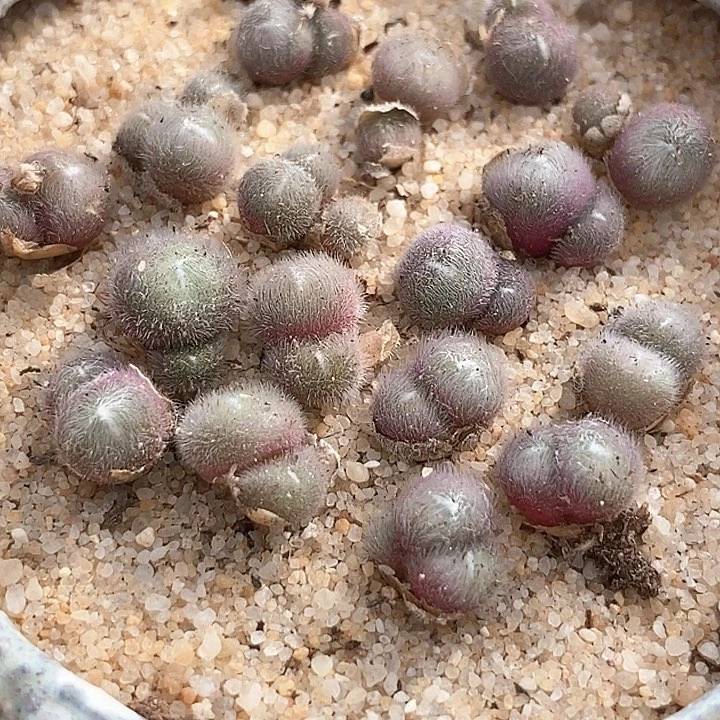 史蒂芬妮毛球一颗   脱皮最少2头