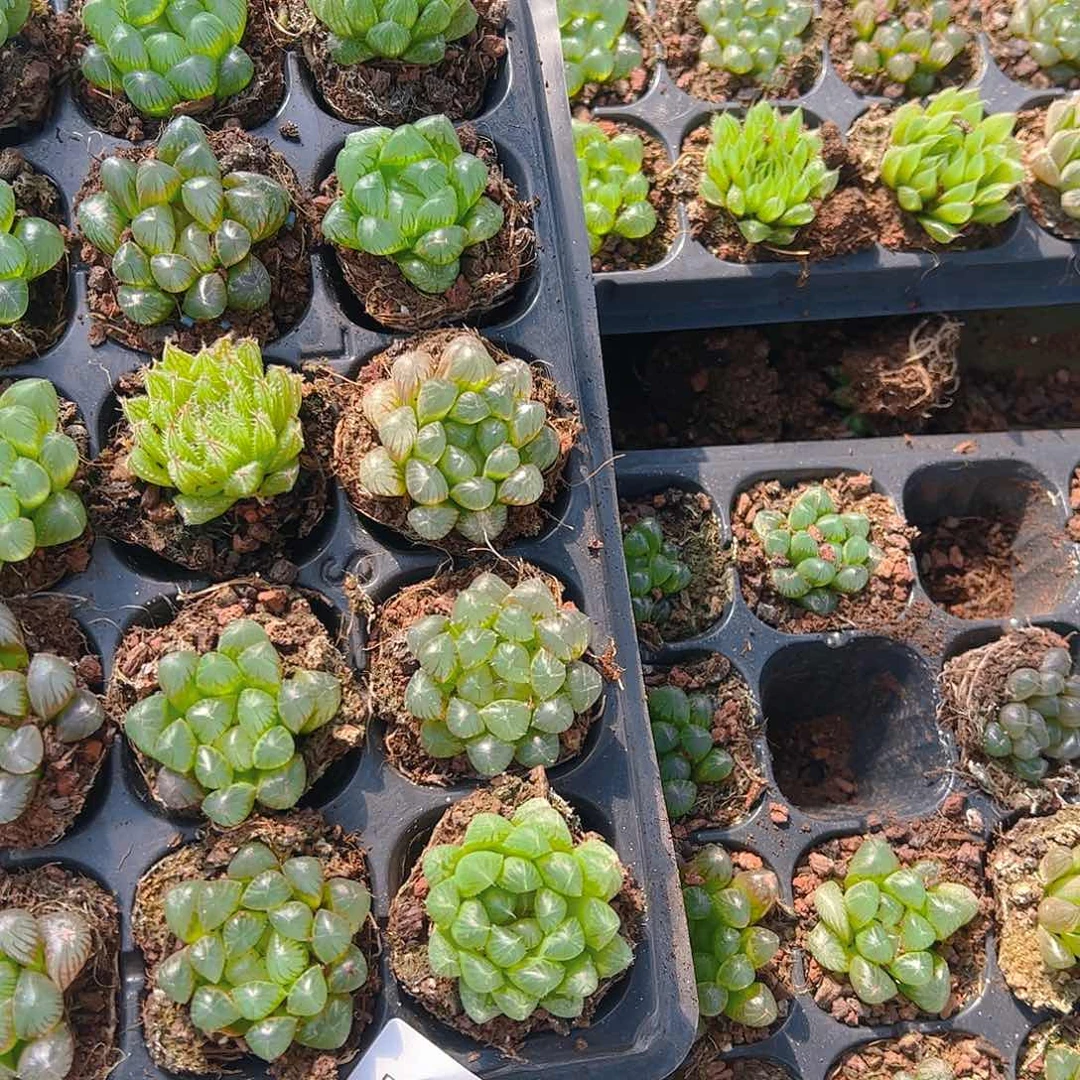 直播福利一物一拍92