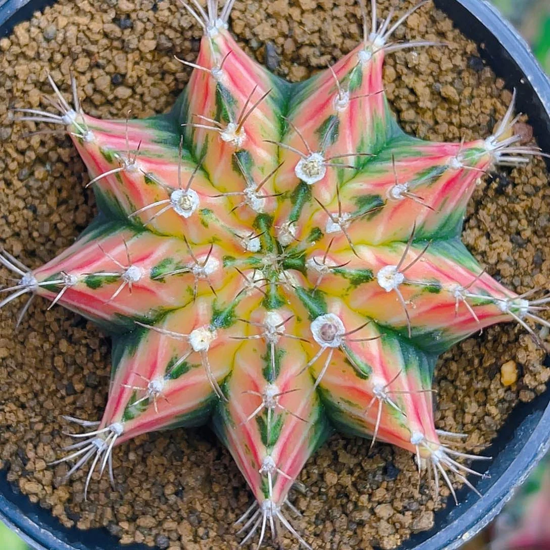 米哈004 实生 美6.2公分