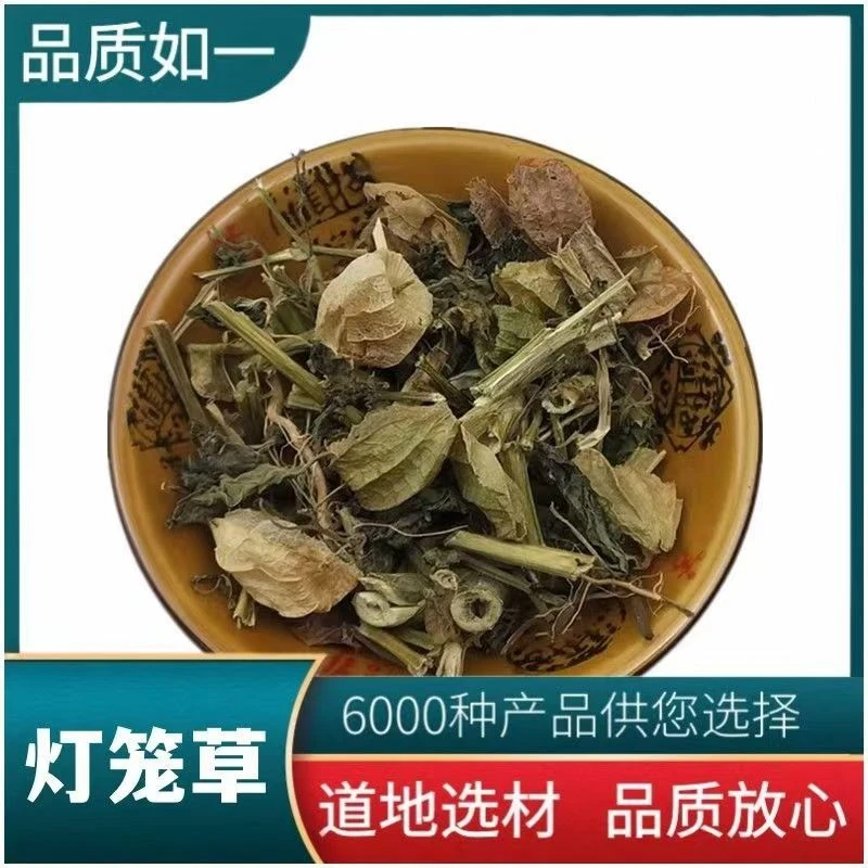 灯笼草 中药材 断血流 鬼灯笼 苦锦灯笼 黄姑娘果草