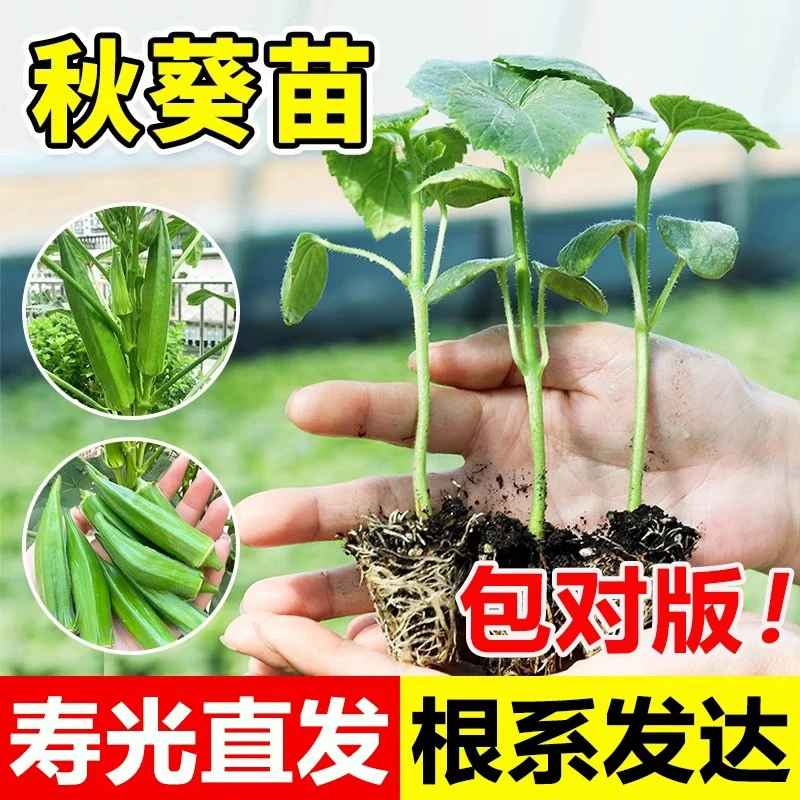 【山东寿光】秋葵苗蔬菜苗秧带土春季阳台庭院播种水果红黄秋葵苗