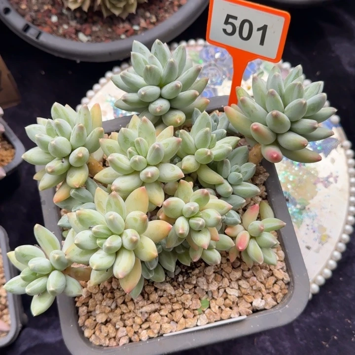 多肉植物松果美人501