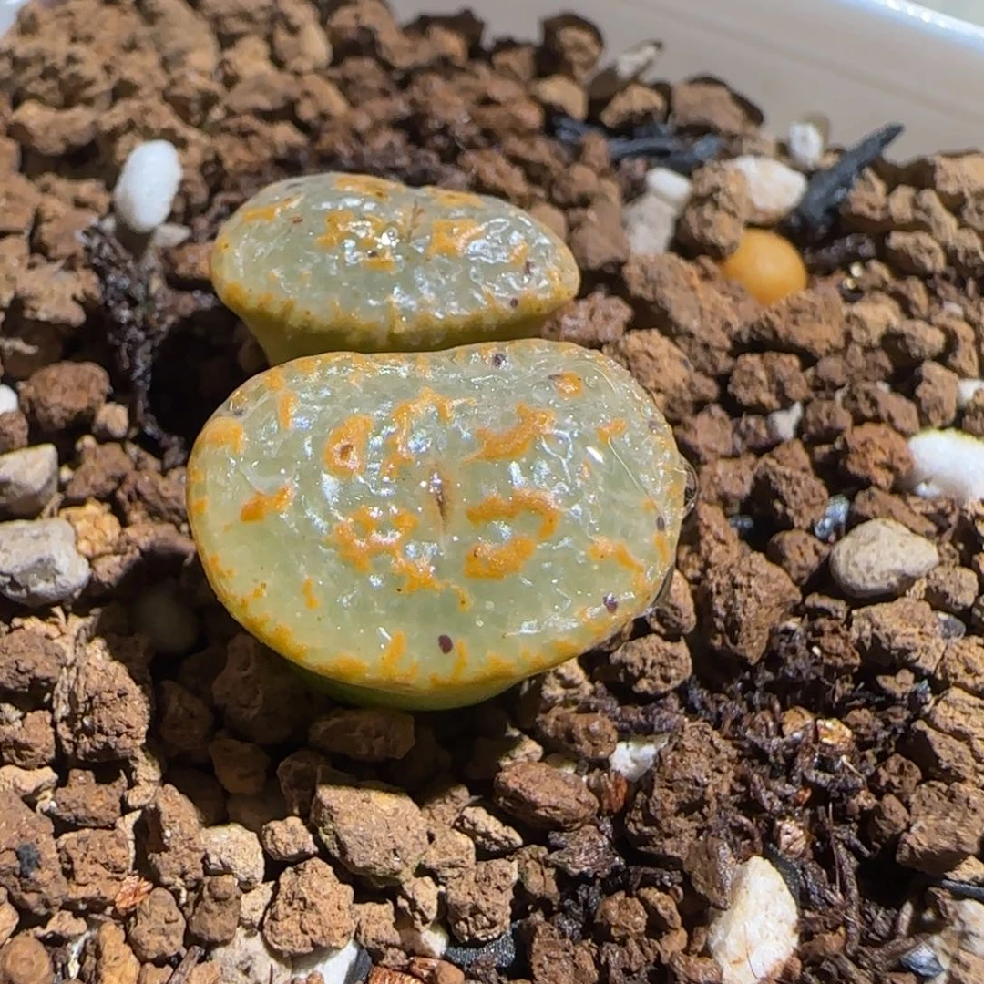 肉锥多肉植物组合-k勋488