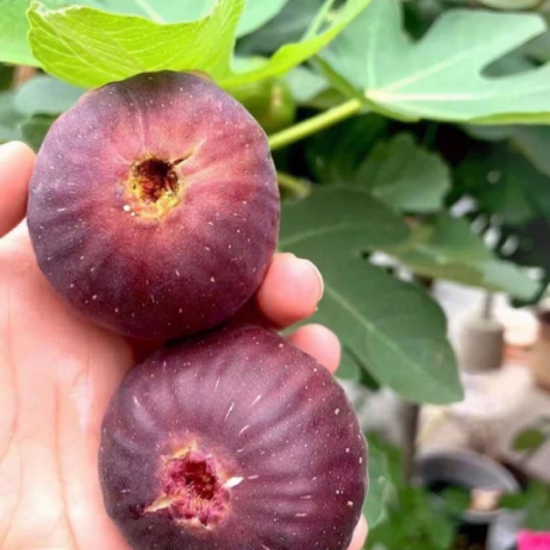 【无花果树苗】带土带果耐寒特大果南北方种植波姬红大青皮果树