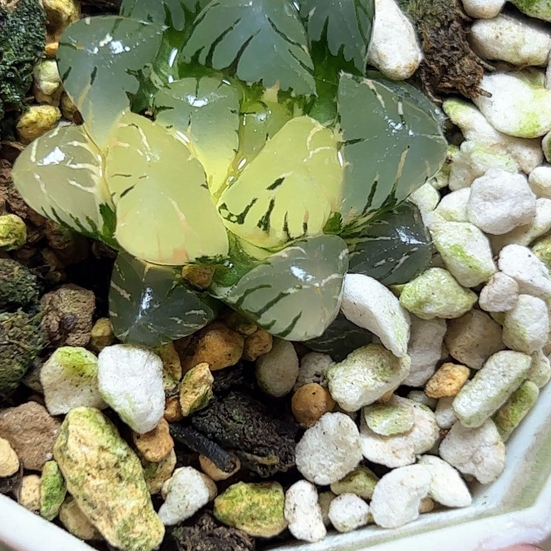 冰灯锦十二卷多肉植物