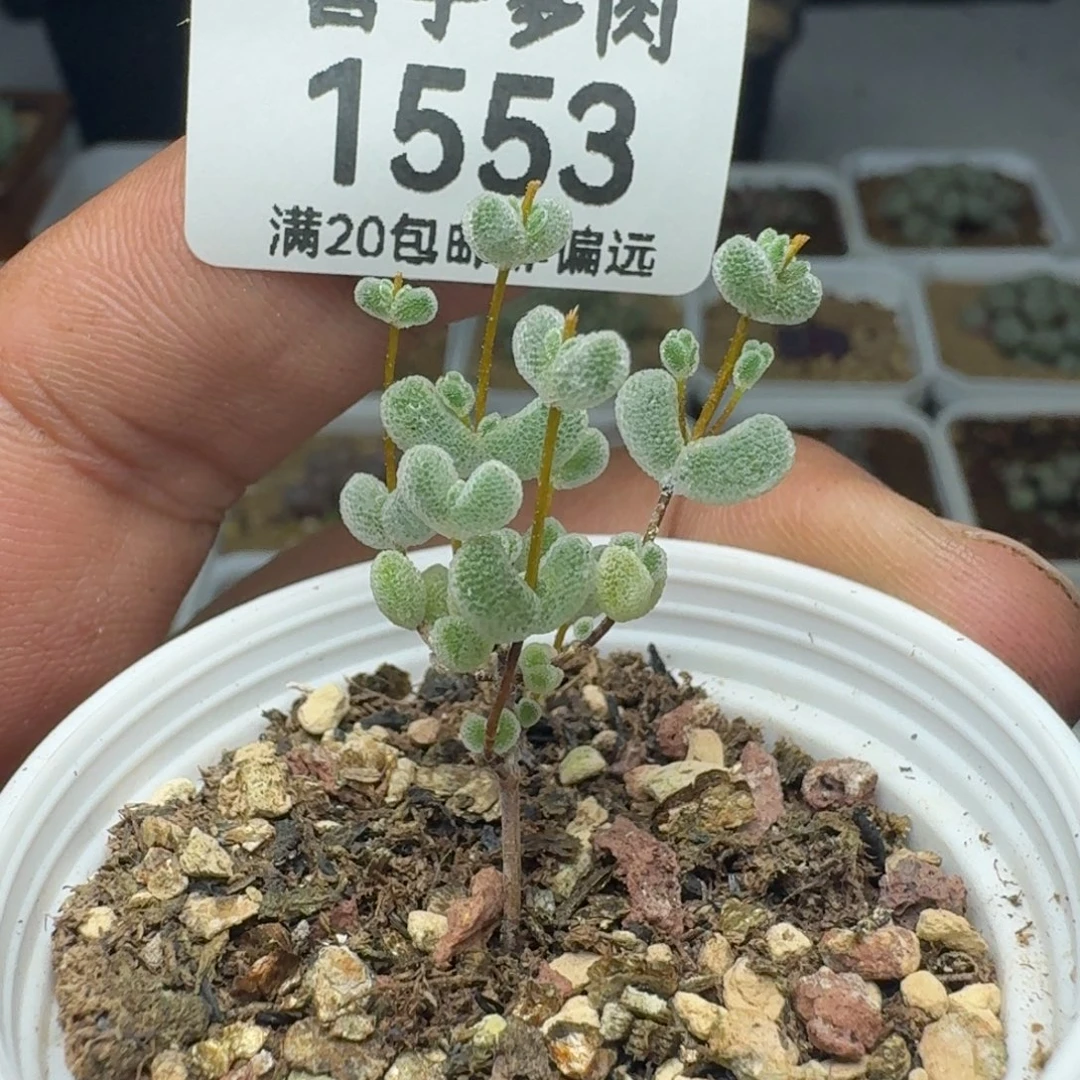 莱斯带盆土。