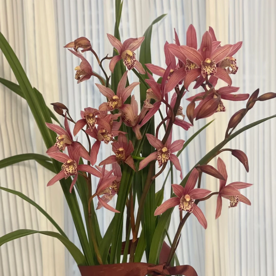 台北小姐 带花剑 三年壮苗 云南基地直发