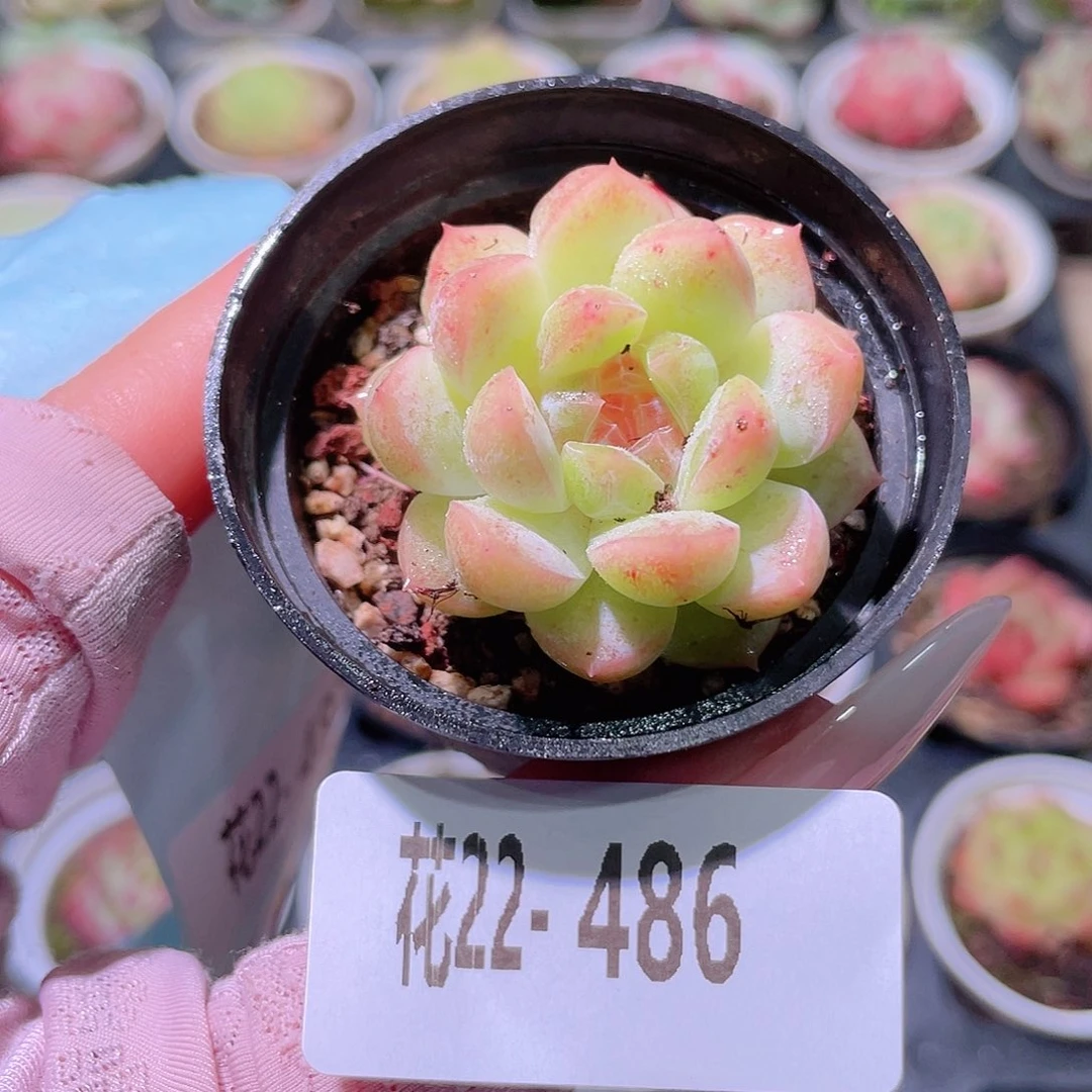 花利美22-486新品