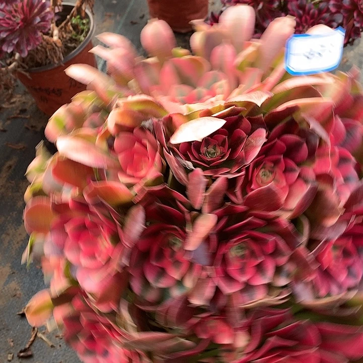 辰*～香妃多肉植物433