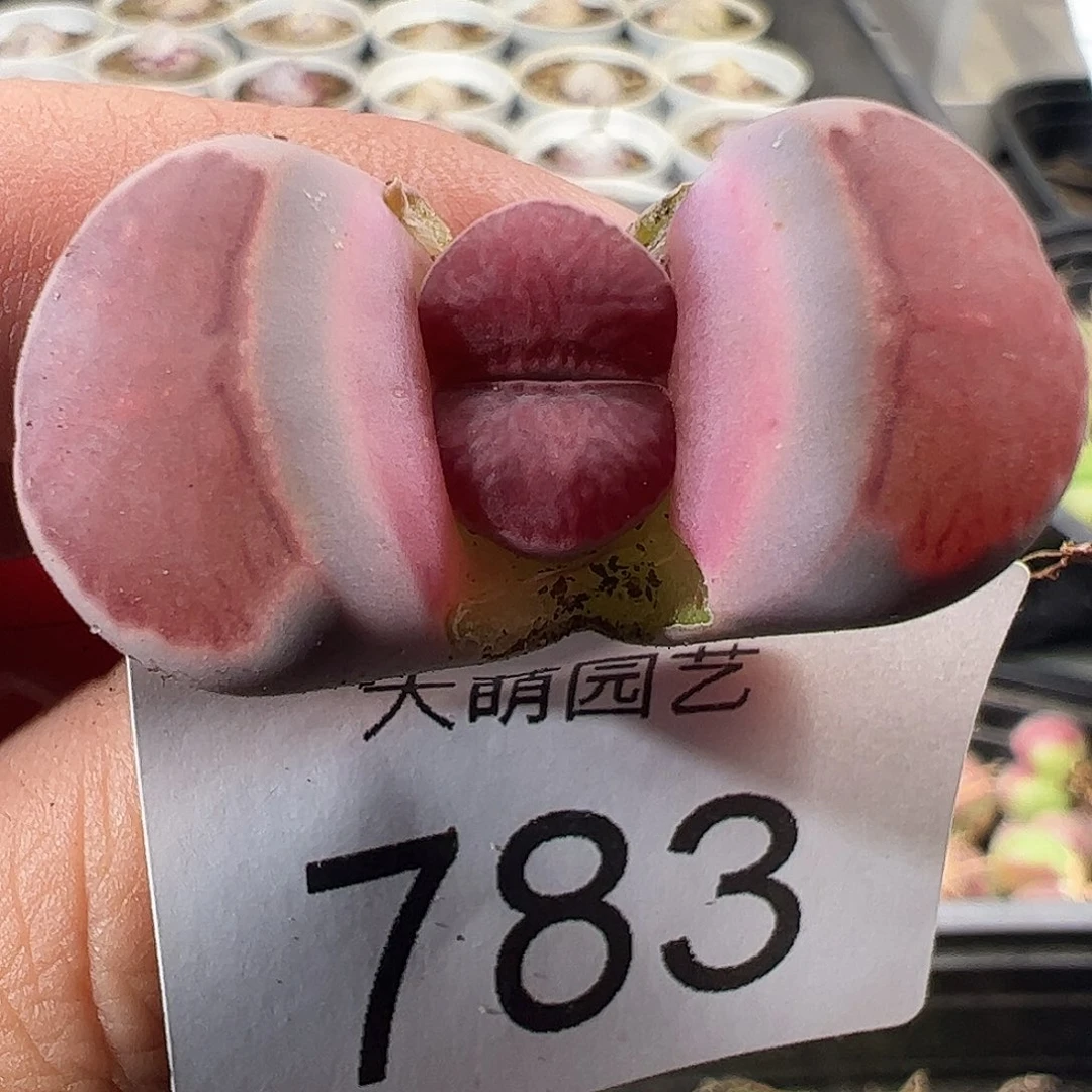 一物一拍优选紫菊783