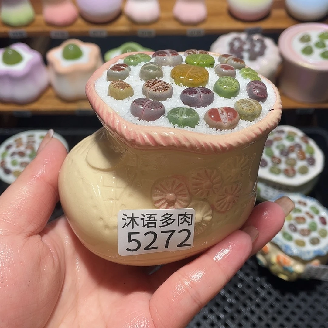 带盆土植物 一物一拍5272