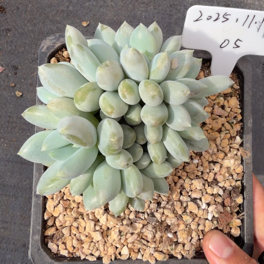 一物一拍黄胖体哥特福利款05