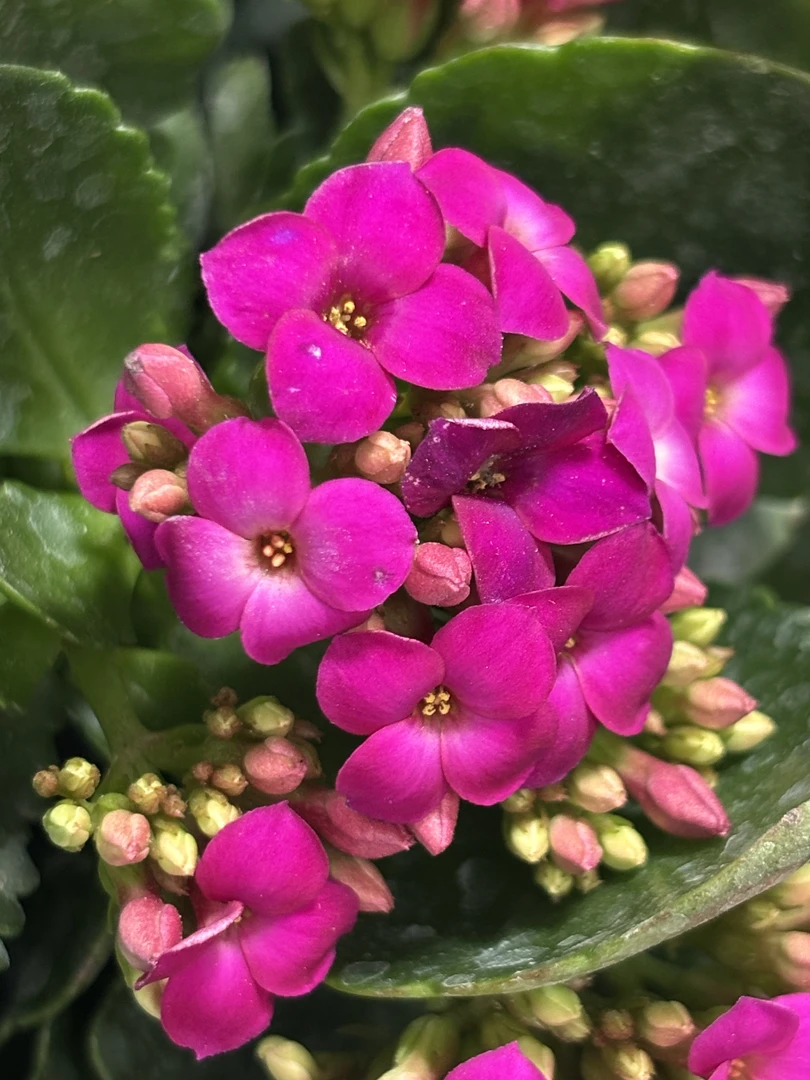 （紫玉110盆）基地直发长寿 紫色单瓣品种 室内懒人花