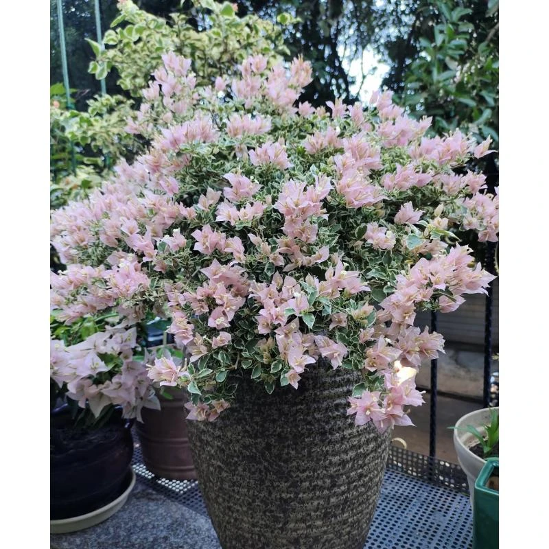新品【花叶少女心】三角梅好养阳台勤花可爬藤可垂丝勤花不带花