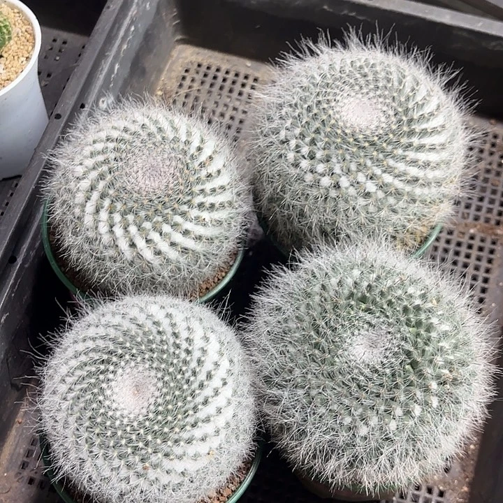 长毛玉翁加仑盆随机一盆