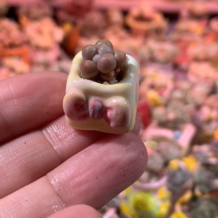 韩国精品奶酪带盆发货 满100包邮