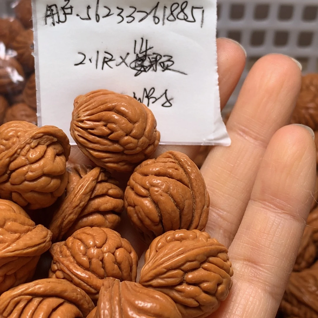 野生龙纹桃核霸王龙