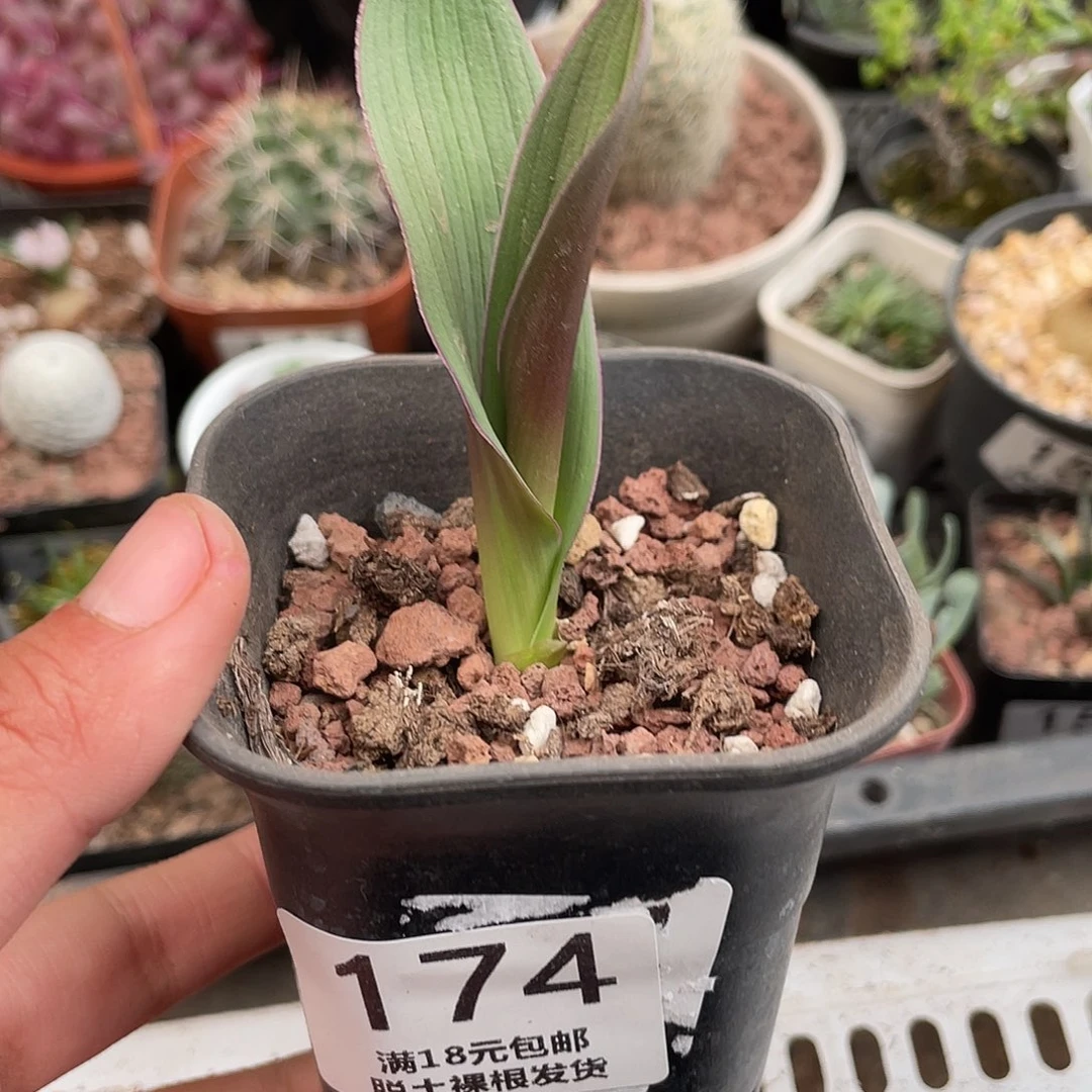 174红边丽金花（满18元包邮）